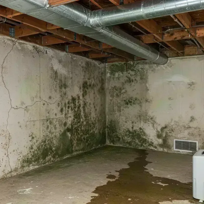 Professional Mold Removal in Elwood, IL